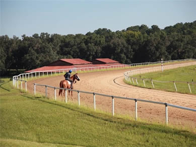 Florida Horse Farms Real Estate Specialist - Let us help you buy or sell your next Horse Farms Property