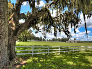 Florida Horse Farmss For Sale - Let us help you buy or sell your next Horse Farms