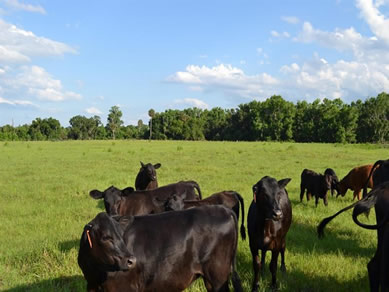 Florida Horse Farmss For Sale - Let us help you buy or sell your next Horse Farms